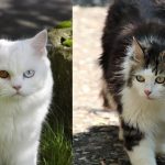 perbedaan kucing anggora dan persia