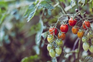 hama dan penyakit tomat