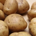 kultur teknik tanaman kentang