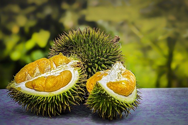 klasifikasi tanaman durian dan morfologinya